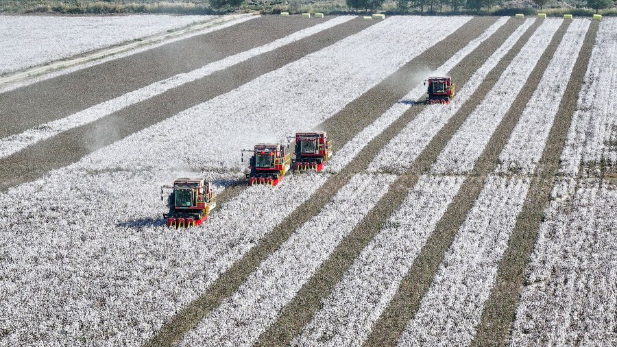 Machines harvesting cotton in Korla, northwest China's Xinjiang Uygur Autonomous Region, October 12, 2023. /Xinhua